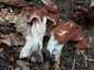 Vörösbarna papsapkagomba (Gyromitra fastigiata), Budai-hegység